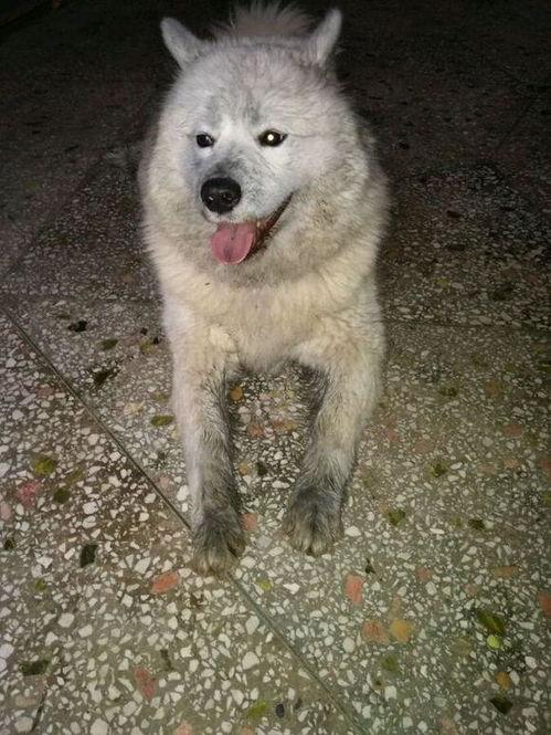 狗变成人模样视频,狗狗摇身一变，人形姿态萌翻网友