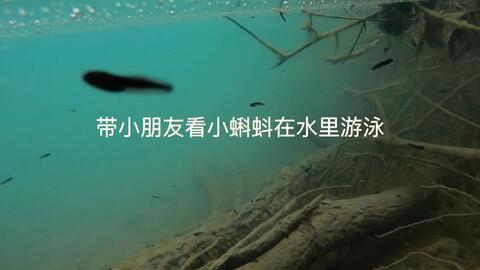 蝌蚪国际视频成人网,一场网络世界的成人盛宴